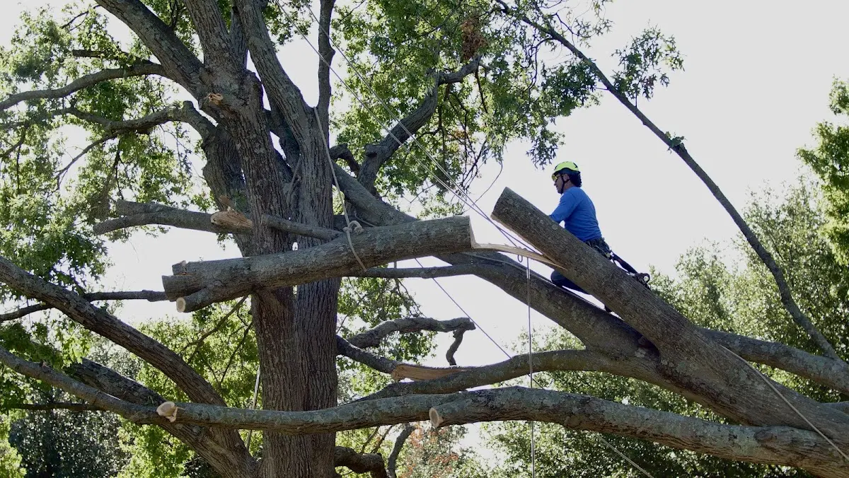 Professional Crown Thinning performed by certified arborists in Hospers