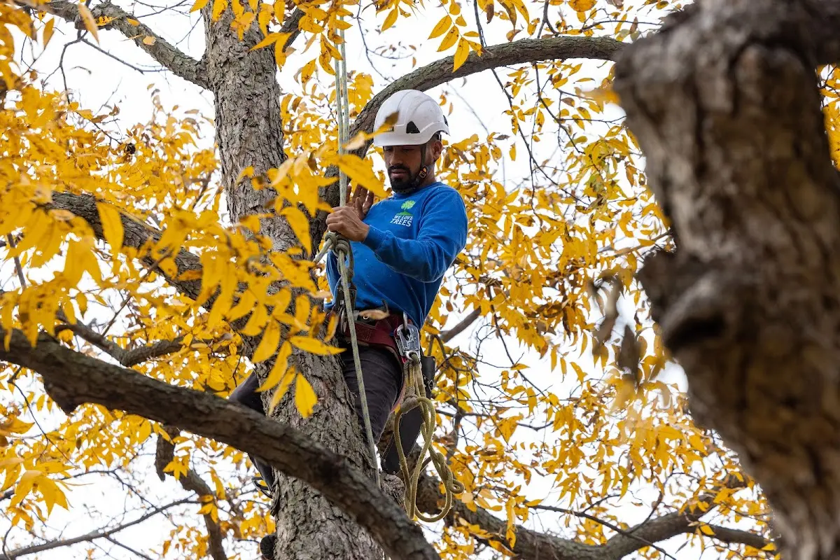 Skilled Tree Trimming crew working in Hospers